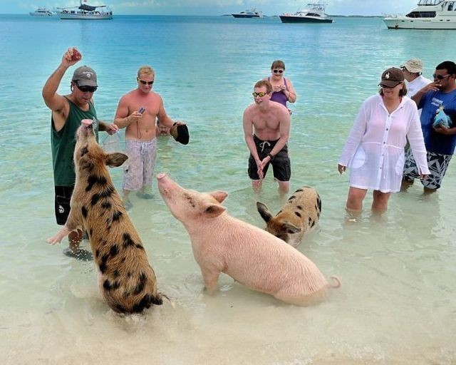 バハマのピッグ・ビーチの豚