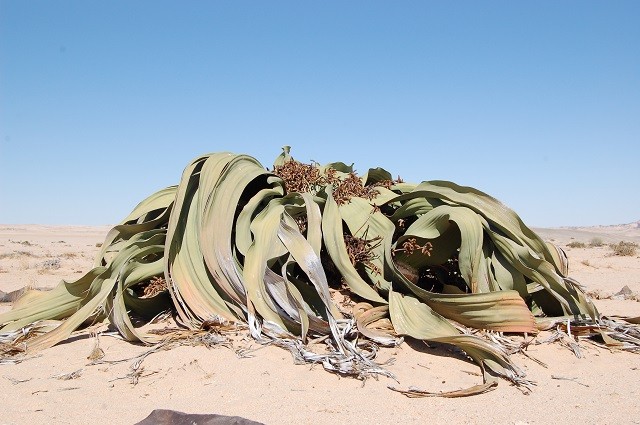 ナミビアナミブ砂漠のウェルウィッチア