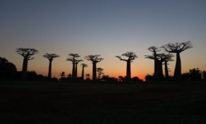 マダガスカル(5)“木”を見に行くために会社を辞めた現無職はこちらです