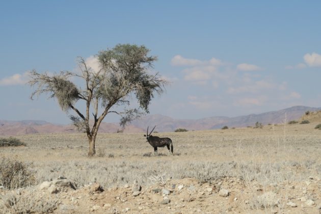 ナミビア_ナミブ砂漠