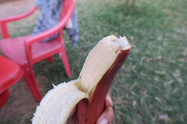赤いバナナ