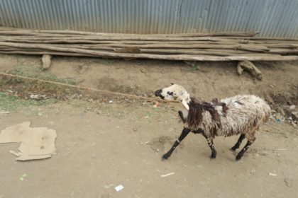 エチオピア_羊