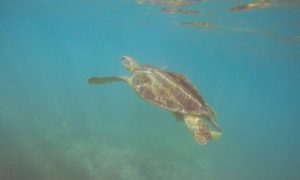 メキシコ(39)ウミガメ天国アクマルビーチでGoProのお手並み拝見
